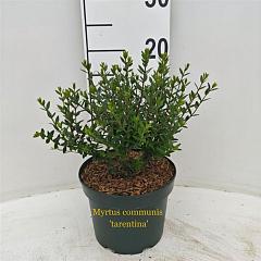 Myrtus communis tarentina