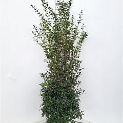 Osmanthus burkwoodii
