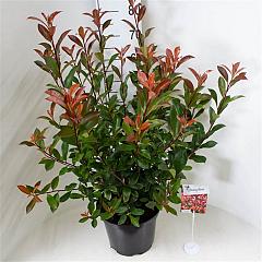 Photinia fraseri 'Carré Rouge'