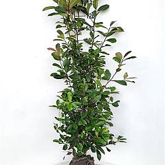 Photinia fraseri 'Red Robin'