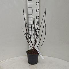 Physocarpus opulif. 'Diabolo'