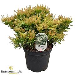 Pieris jap. 'Cupido'
