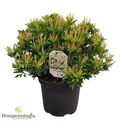 Pieris jap. 'Debutante'