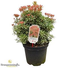 Pieris jap. 'Little Heath'
