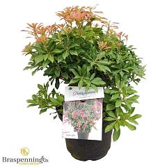 Pieris jap. 'Passion'