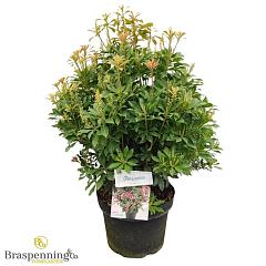 Pieris jap. 'Passion'