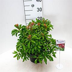 Pieris jap. 'Red Mill'