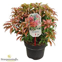 Pieris jap. 'Red Mill'