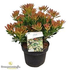 Pieris jap. 'Temple Bells'
