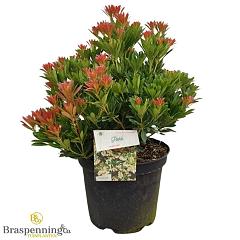 Pieris jap. 'Temple Bells'