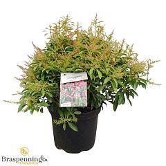 Pieris jap. 'Valley Rose'