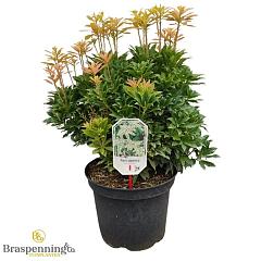 Pieris jap. 'White Cascade'