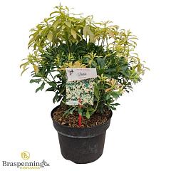 Pieris taiwanensis