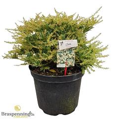 Pieris taiwanensis