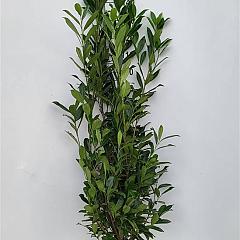 Prunus l. 'Caucasica'