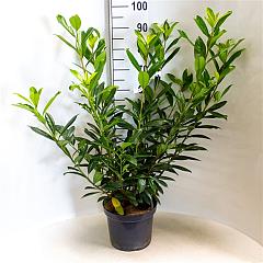 Prunus l. 'Caucasica'