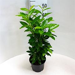 Prunus l. 'Genolia'(R)