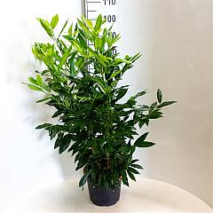 Prunus l. 'Herbergii'