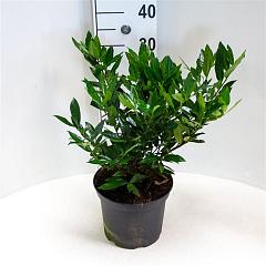 Prunus l. 'Otto Luyken'