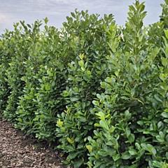 Prunus l. 'Rotundifolia'