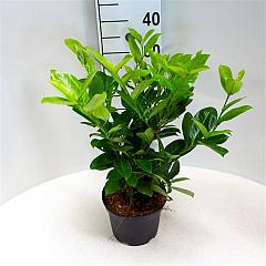 Prunus l. 'Rotundifolia'