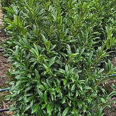Prunus l. 'Sofia' PBR