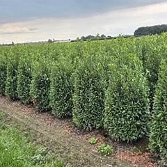 Prunus l. 'Sofia' PBR