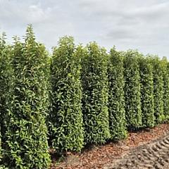 Prunus lusitanica 'Angustifolia'