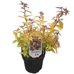 Spiraea japonica 'Goldflame'