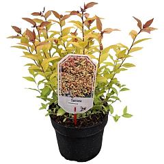 Spiraea japonica 'Goldmound'