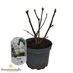 Syringa v. 'Rochester'