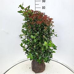 Viburnum tinus