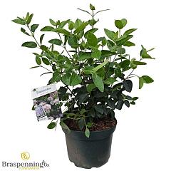 Viburnum tinus 'Lisarose'