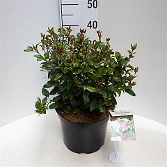Viburnum tinus 'Spirit'