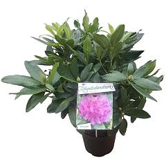 Rhododendron ponticum