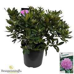Rhododendron ponticum