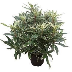 Rhododendron pont. 'Variegatum'