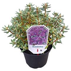 Rhododendron russatum