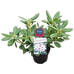 Rhododendron (AC) 'Schneeauge'