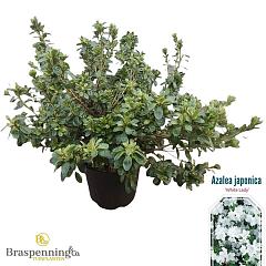 Rhododendron (AI) 'White Lady'
