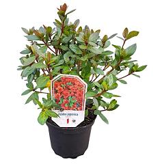 Rhododendron (AJ) 'Ageeth'