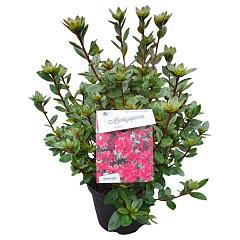Rhododendron (AJ) 'Ageeth'