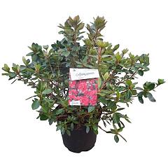 Rhododendron (AJ) 'Ageeth'