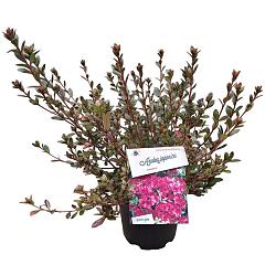 Rhododendron (AJ) 'Amoena'