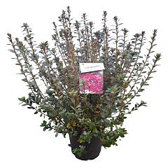 Rhododendron (AJ) 'Amoena'