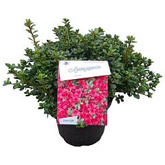 Rhododendron (AJ) 'Anouk'