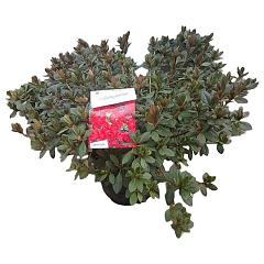 Rhododendron (AJ) 'Arabesk'