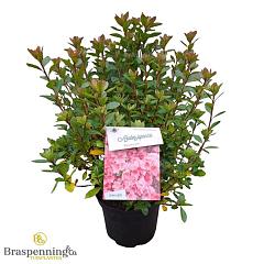 Rhododendron (AJ) 'Blaauw's Pink'