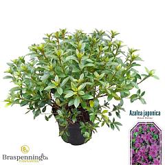 Rhododendron (AJ) 'Blaue Donau'