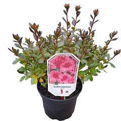 Rhododendron (AJ) 'Conny'